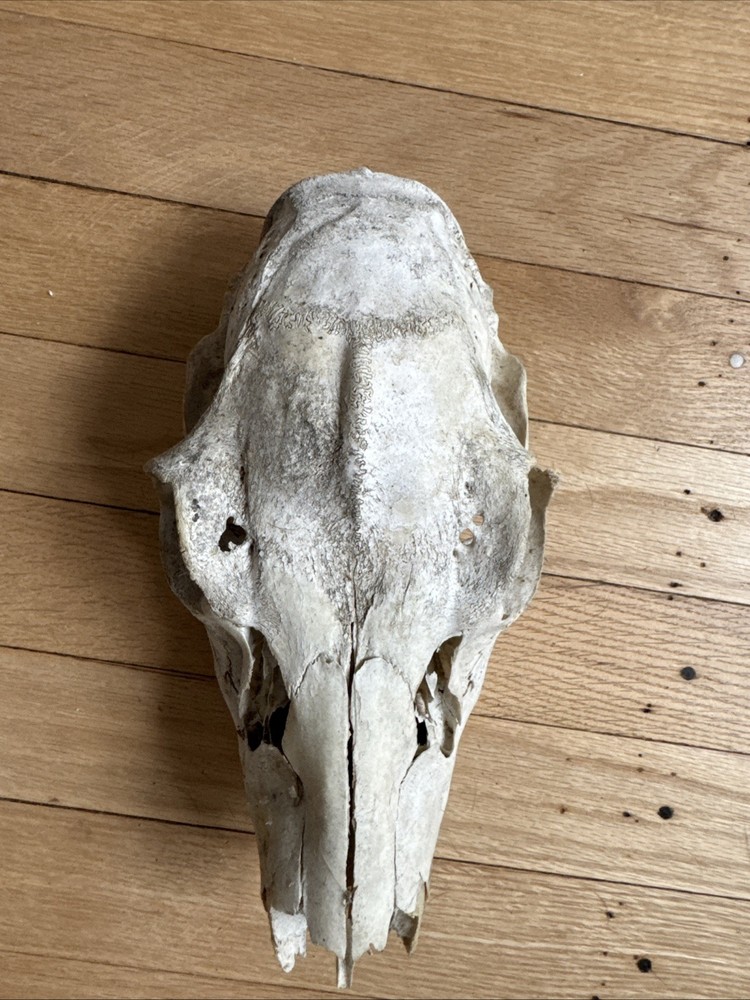Animal Skull ? Deer Real