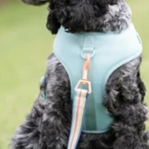 Vibrant Life Polyester & Spandex Adjustable Dog Harness, Blue, Medium