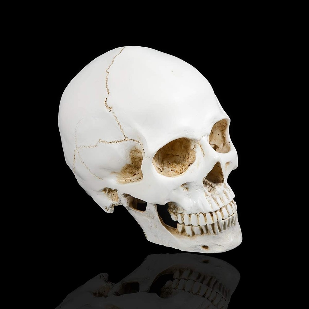 Large Size Retro Removable Human Skull Model Anatomical Teaching Skeleton Head