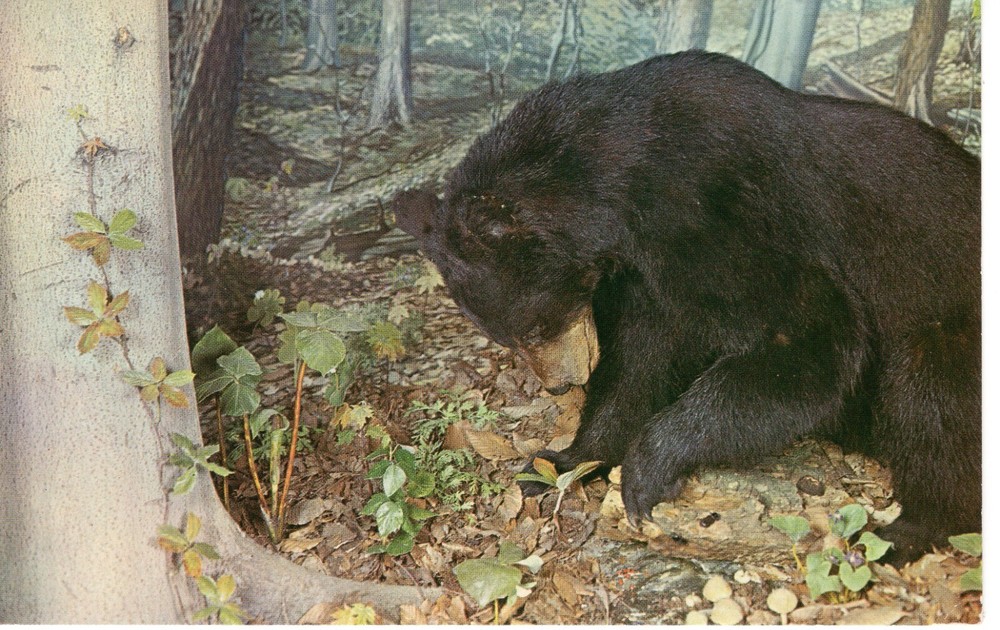 AN OHIO BLACK BEAR - PC5442