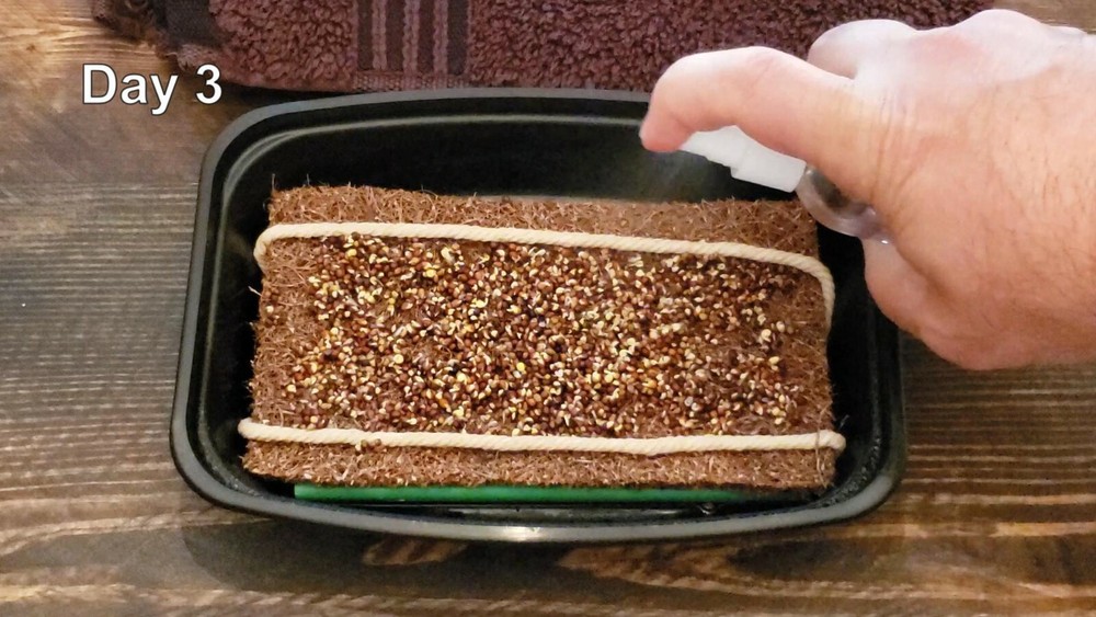 Microgreen Grow Kit - Basic Salad Mix