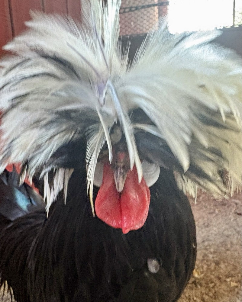 12 —TOTAL -pure silver Laced Polish Eggs