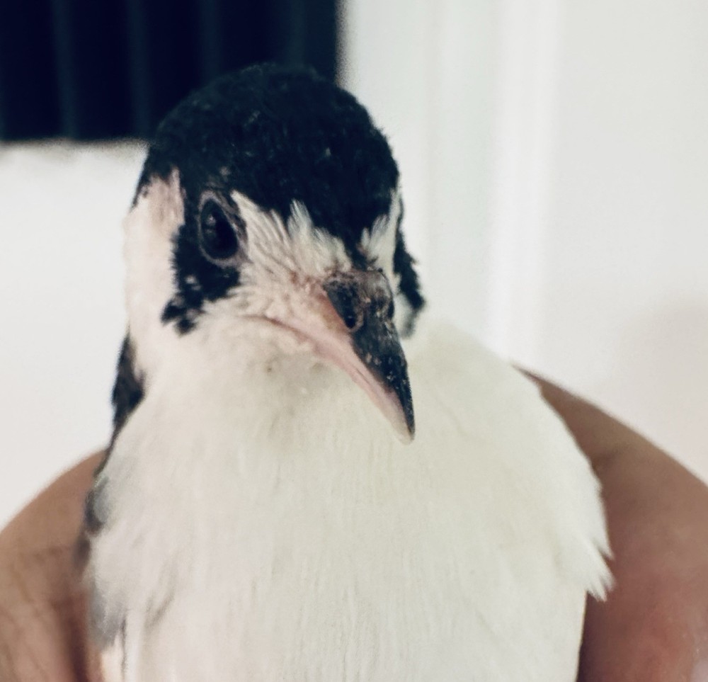 40 Button Quail Hatching Eggs Multiple Colors