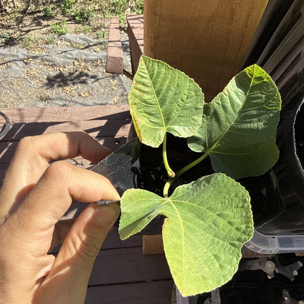 One LSU Tiger Fig Tree YOUNG