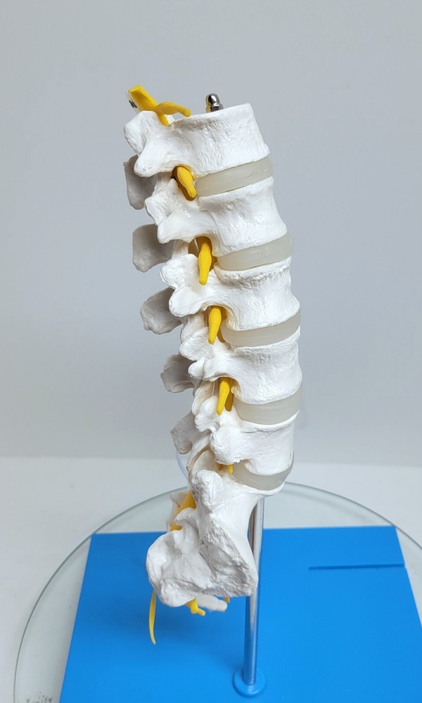Nevro Medical Spine Model Display