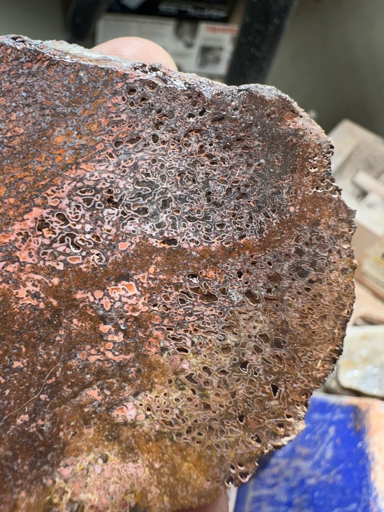 Dinosaur bone rough **hxtled end cut.