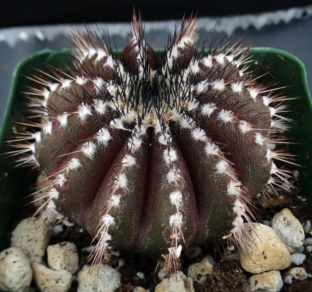 Uebelmannia pectinifera