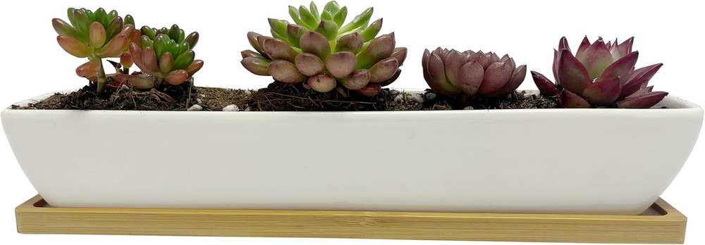 White Rectangular Long Succulent Planter Pot,11X2.16X1.75Inch Modern Minimalist
