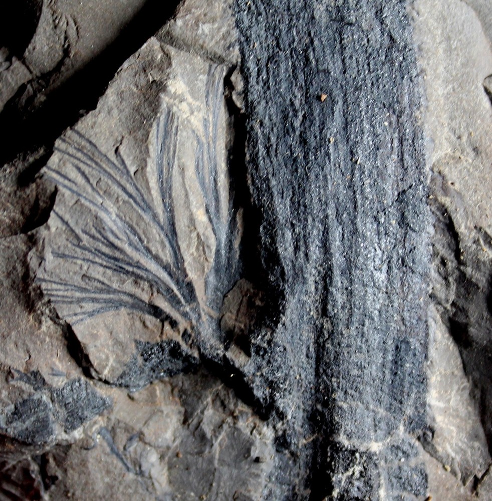 Rhodea - Museum grade Carboniferous plant