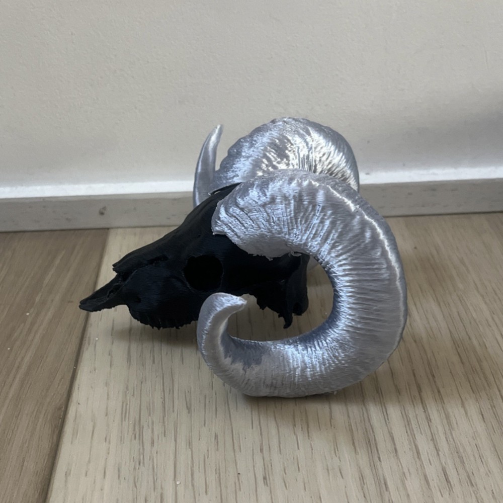 Ram Skull Replica with Curled Gray Horns Decorative Skull
