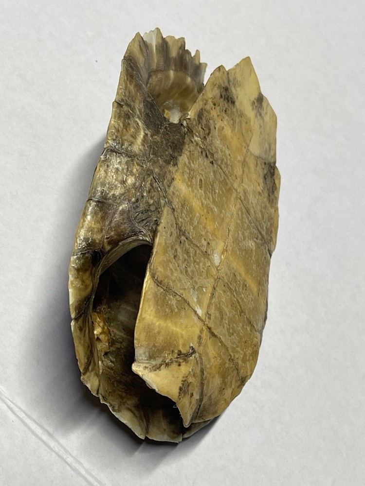 Vintage Turtle Shell