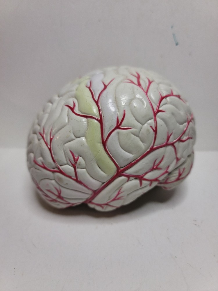 Human Brain Display Two parts Hard Plastic