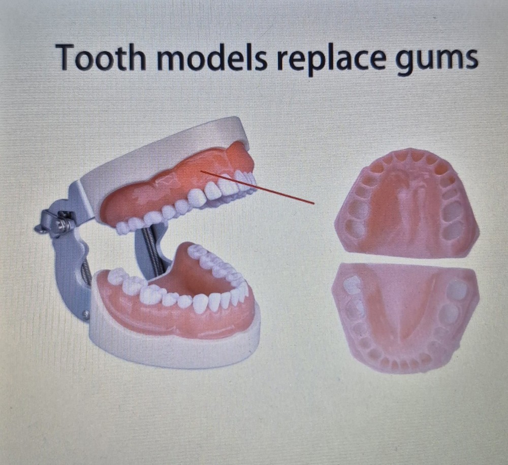 Teeth Model Gum Teaching Model, Replaceable Spare Gums, for Dentistry Students