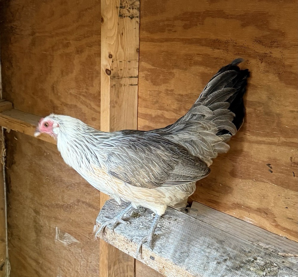 6 Silver Duckwing Hatching Eggs