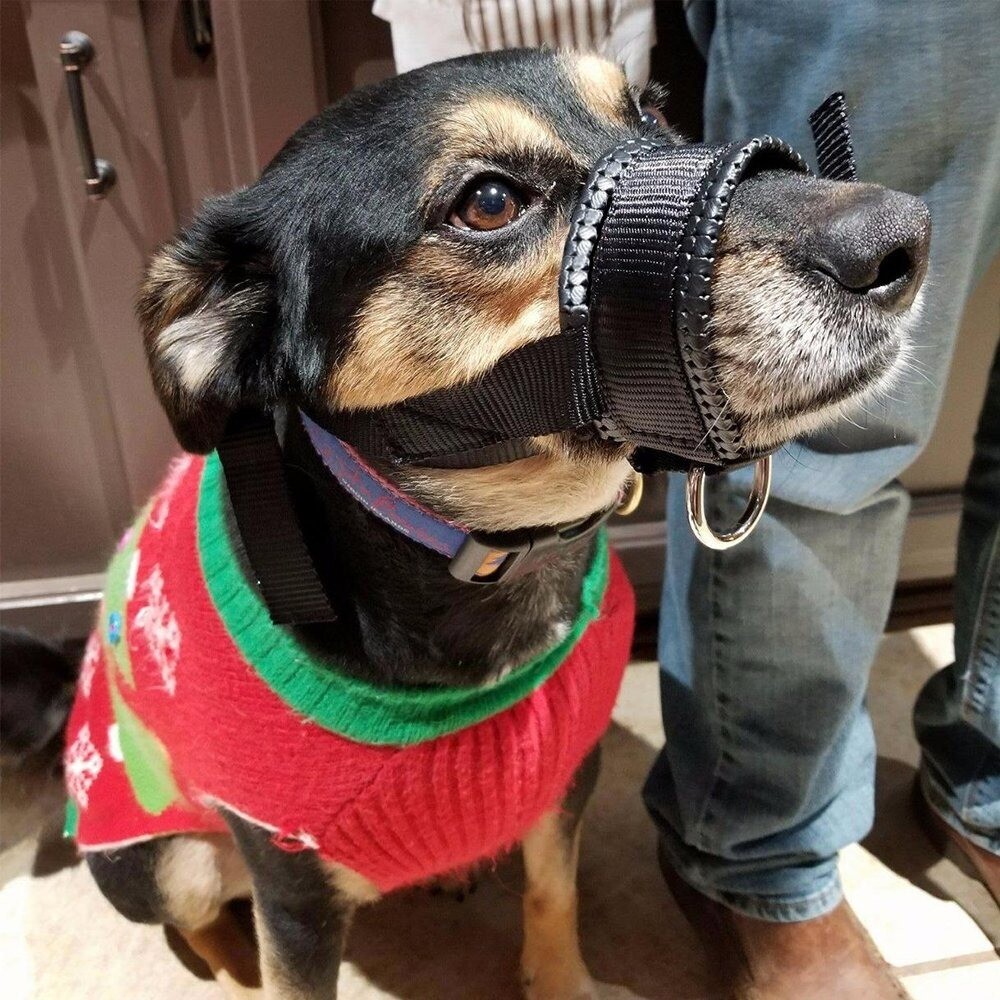 Adjustable Anti-biting Dog Muzzle Safe Collar Muzzle Pet Traction Halter Leash