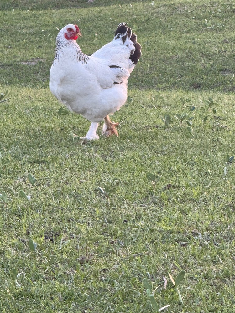 12 Barnyard Mix Hatching Eggs (Rare Breeds)
