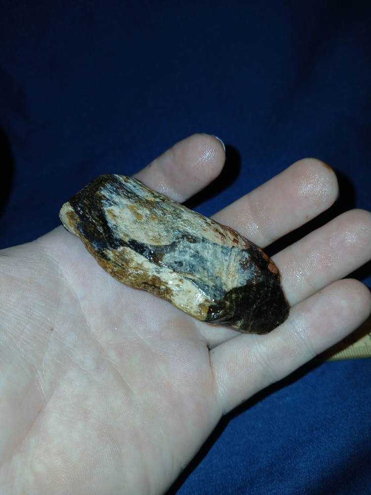 3 oz Agatized Petrified Wood