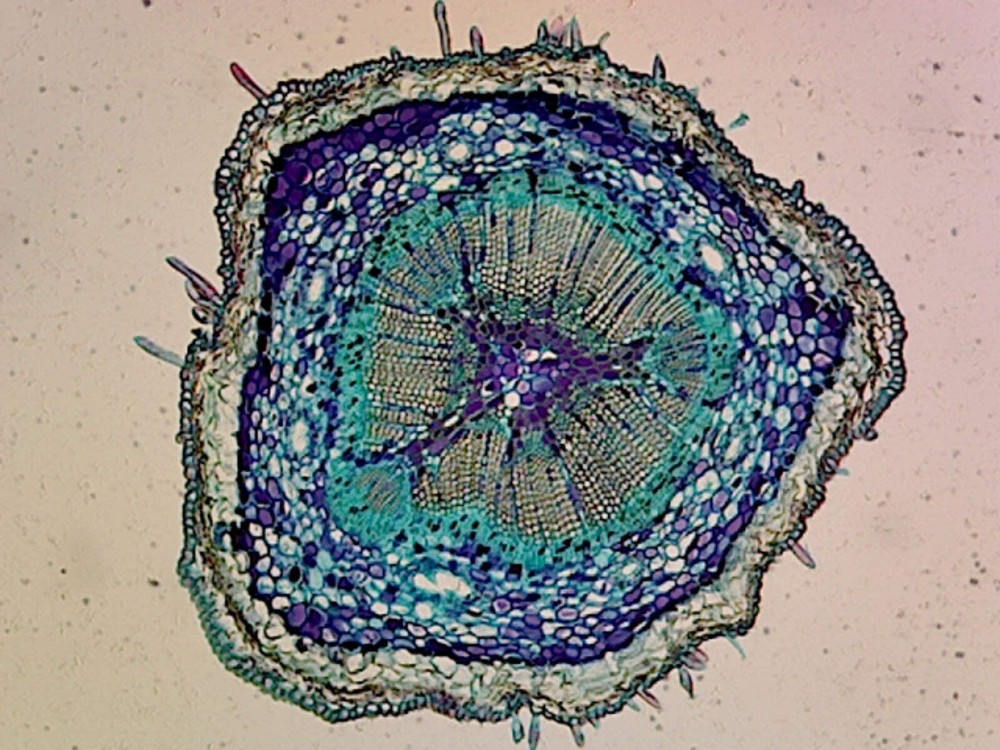 Prepared Slide, Pine (Gymnosperms) Ovulate Cone