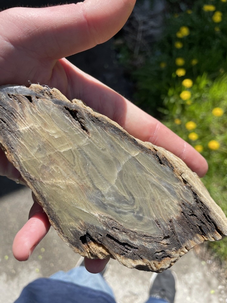 Super Unique, Polished, Agatized/opalized petrified wood