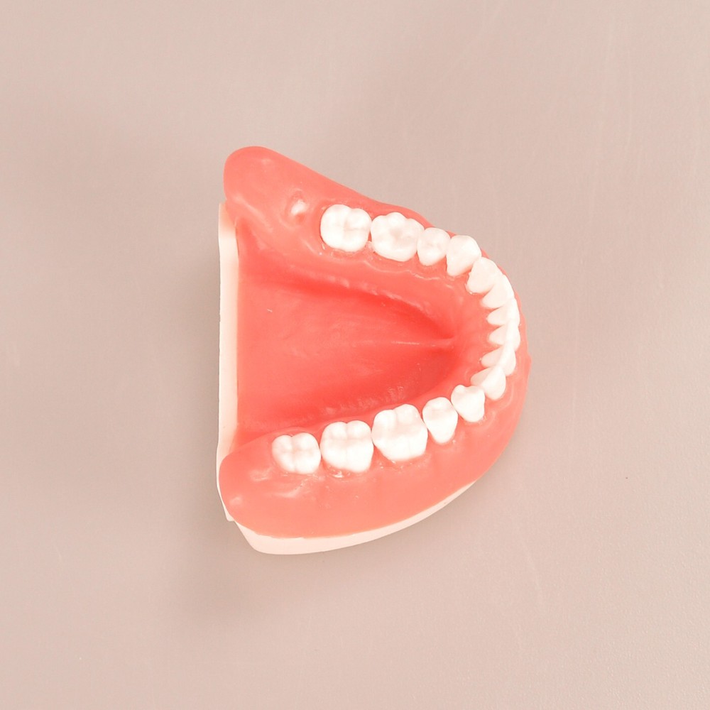 Maxillary+Mandibular Tooth Extraction Practice Model Dental Typodont Display