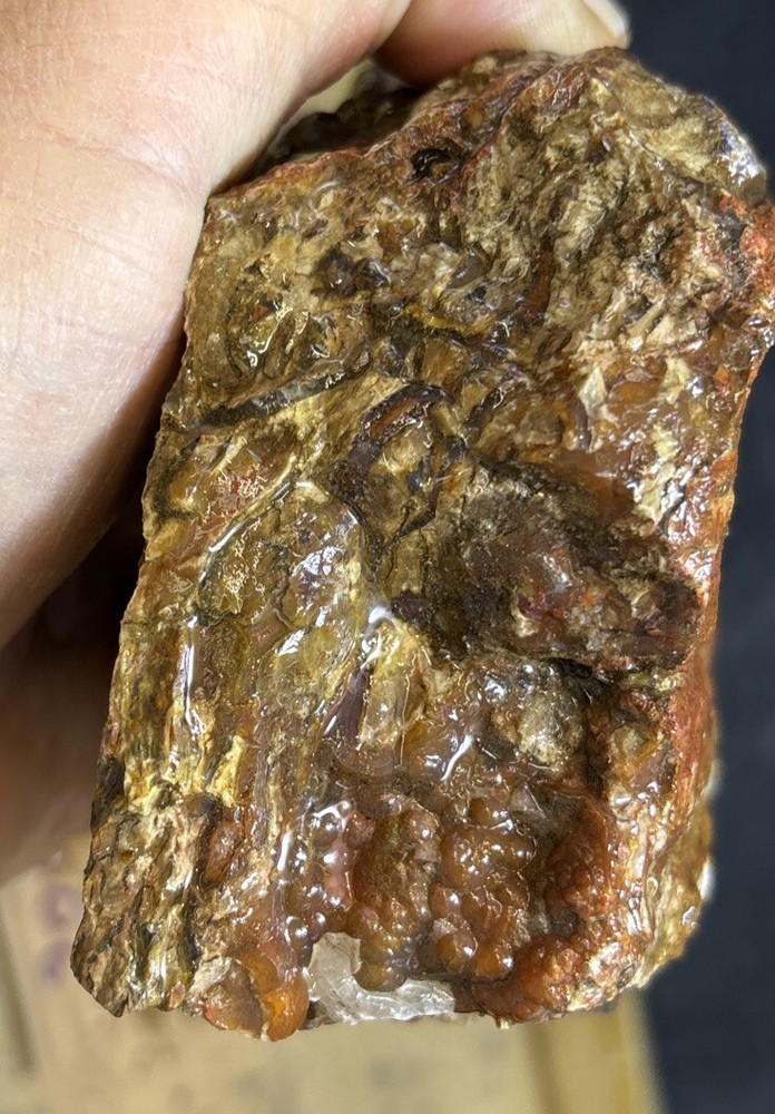 petrified wood Full Round