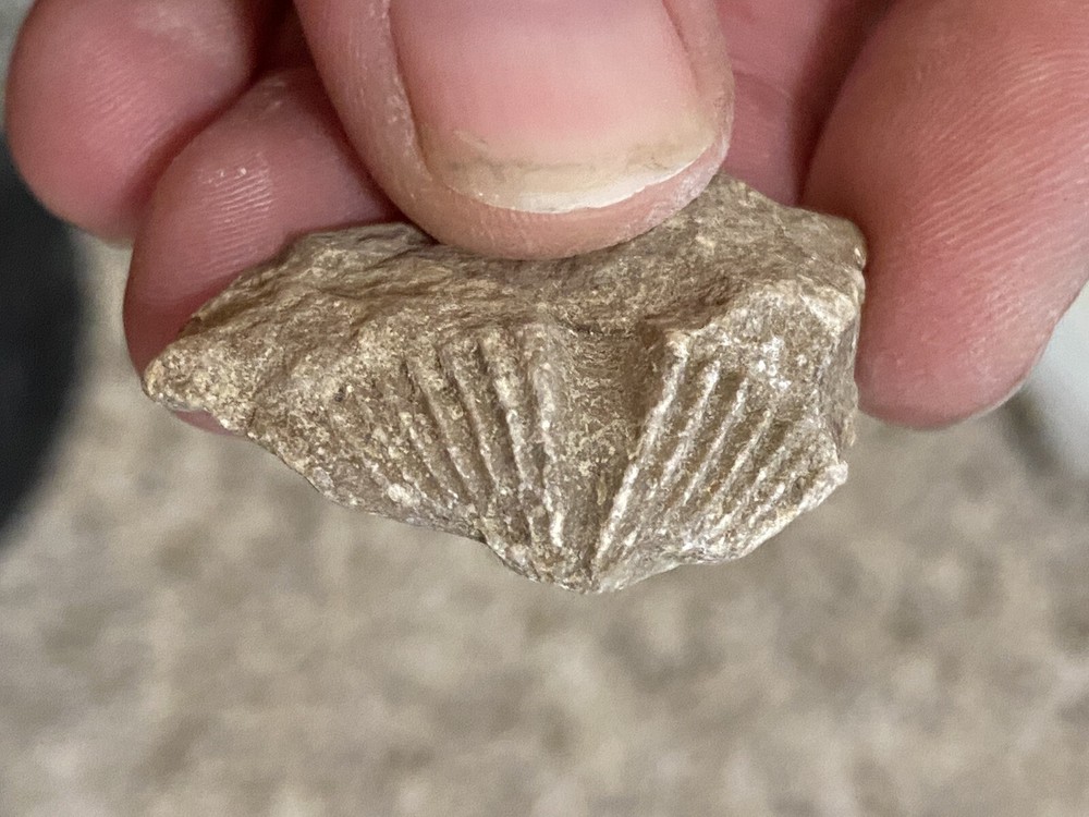 Devonian Brachipod (set Of 5)