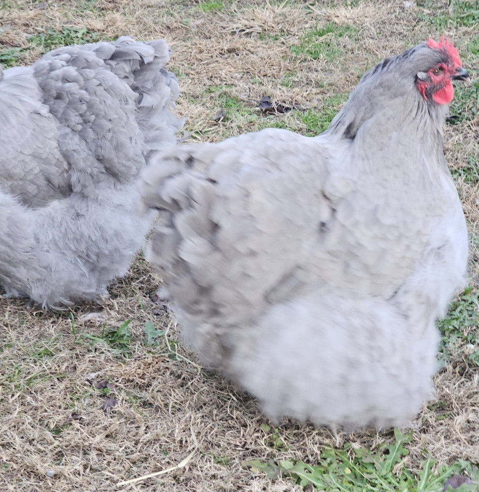 8+ English Lavender Orpington Hatching Eggs