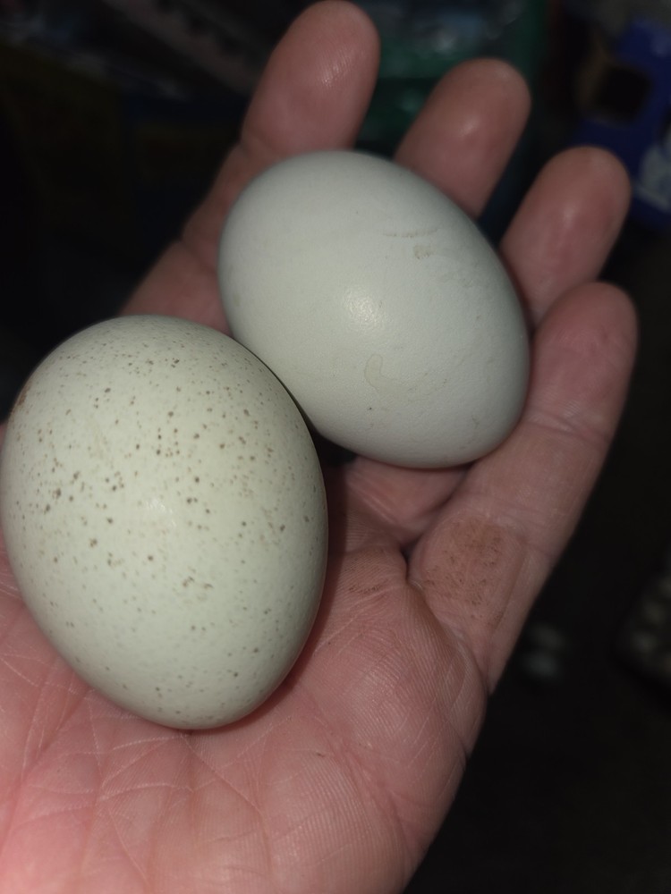 6+ Fertilized Ameraucana Chicken Eggs