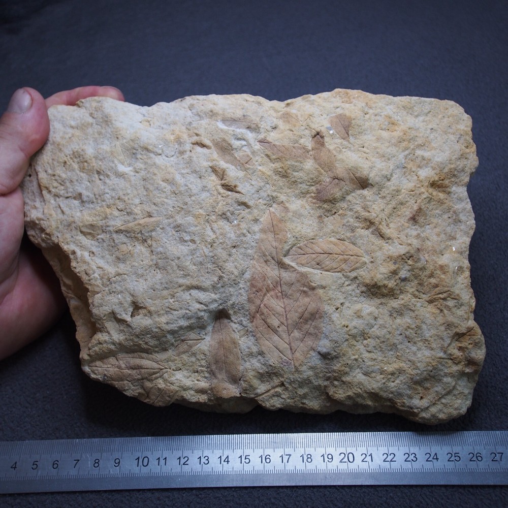 LARGE Czech Fossils Subtropical Tree Plant Tertiary Eocene