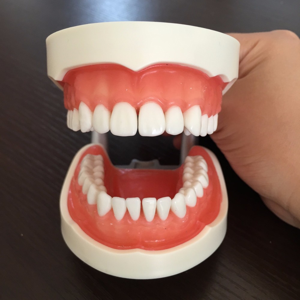 Dental Study Standard Typodont Demonstration Teeth Model Kilgore Nissin Type