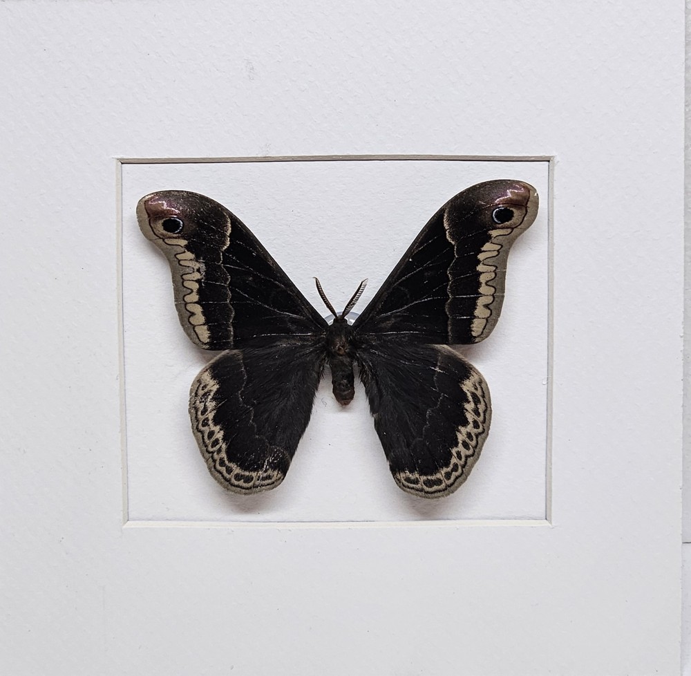 Real Promethea Moth(M) in Custom shadowbox