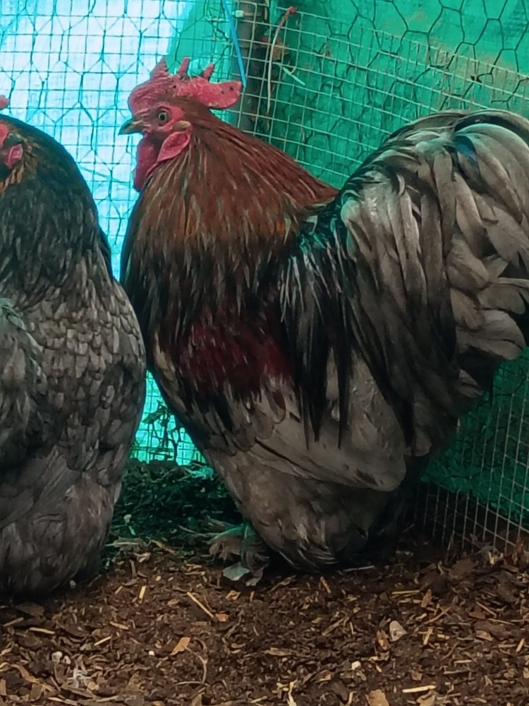 Bantam Cochin Hatching Eggs 12 ++  Assorted Colors NPIP