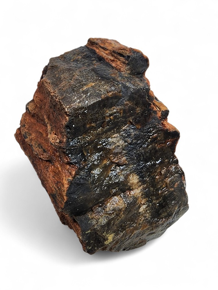 Petrified Wood Specimen 1lb.