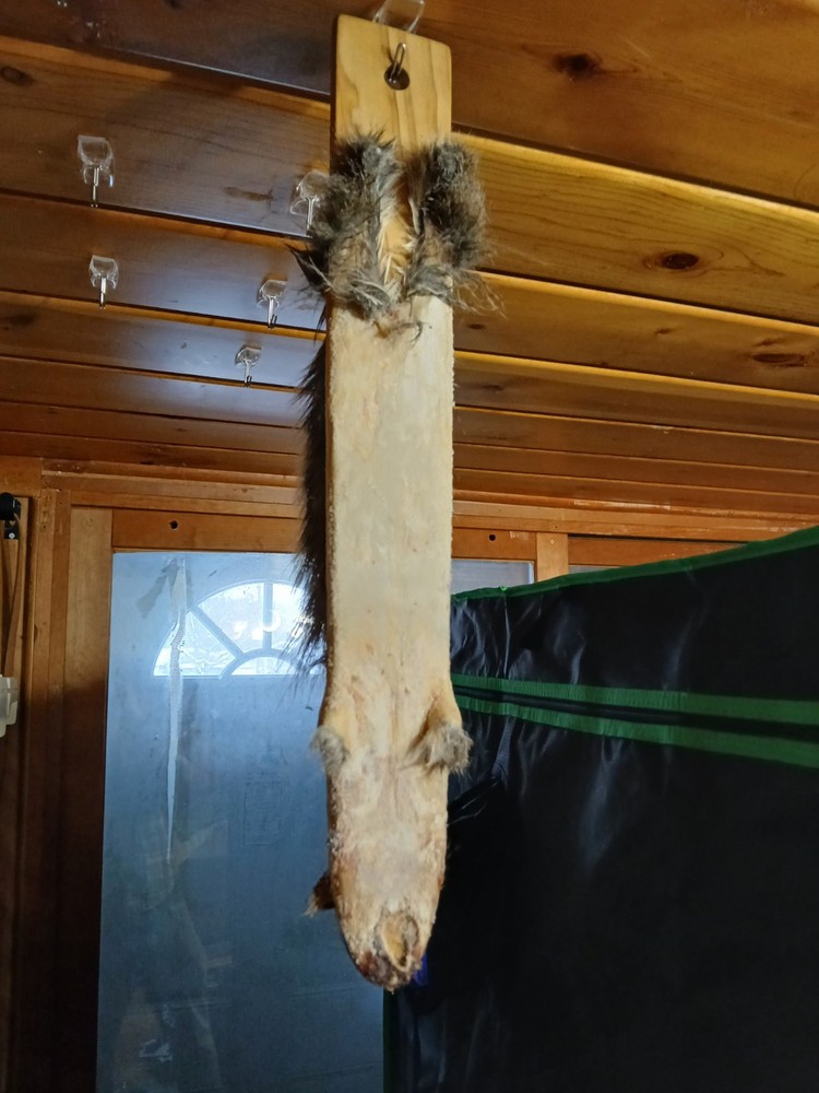Squirrel Pelt Stretcher