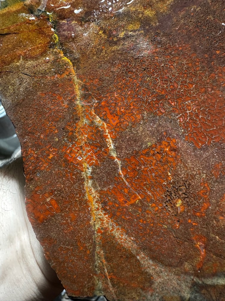 Dinosaur bone rough **hxtled large slab.