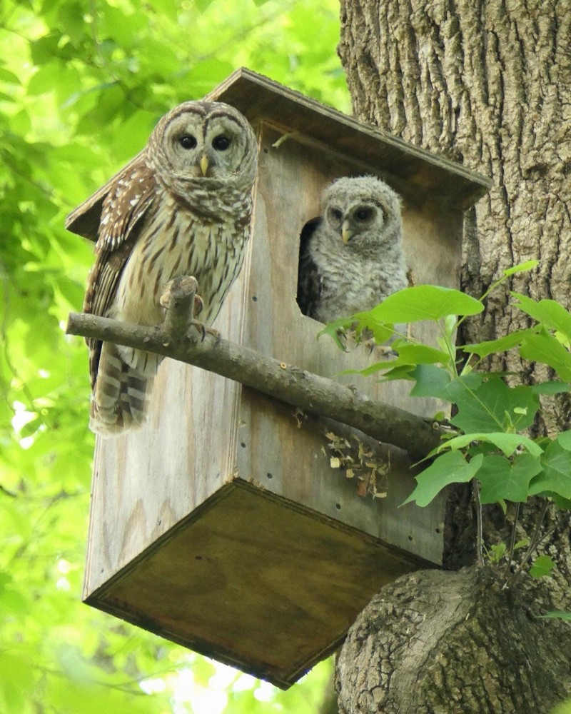 Cedar Barred Owl Nest Box Unfinished