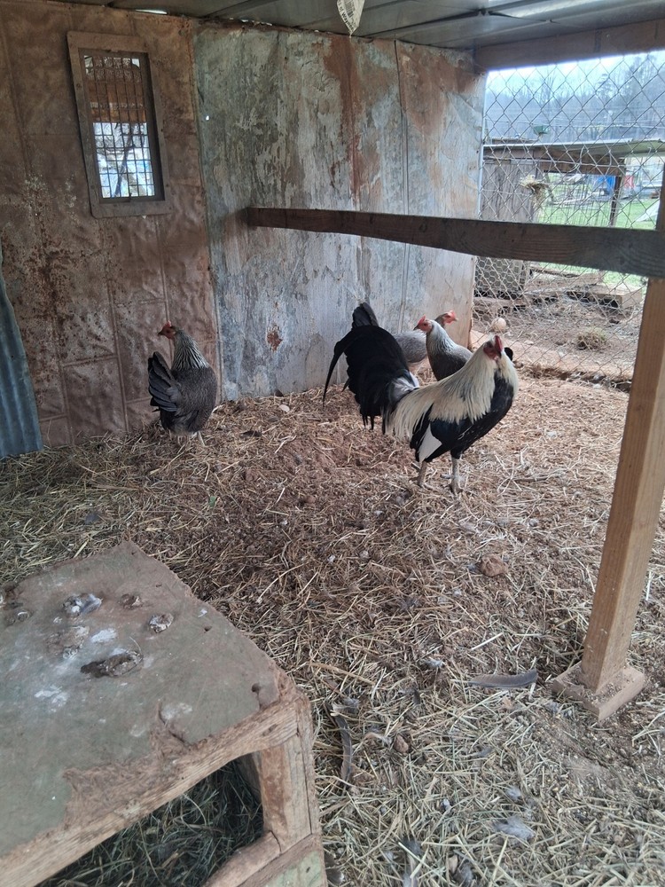 6 +Bennett  Pure Hatching Eggs