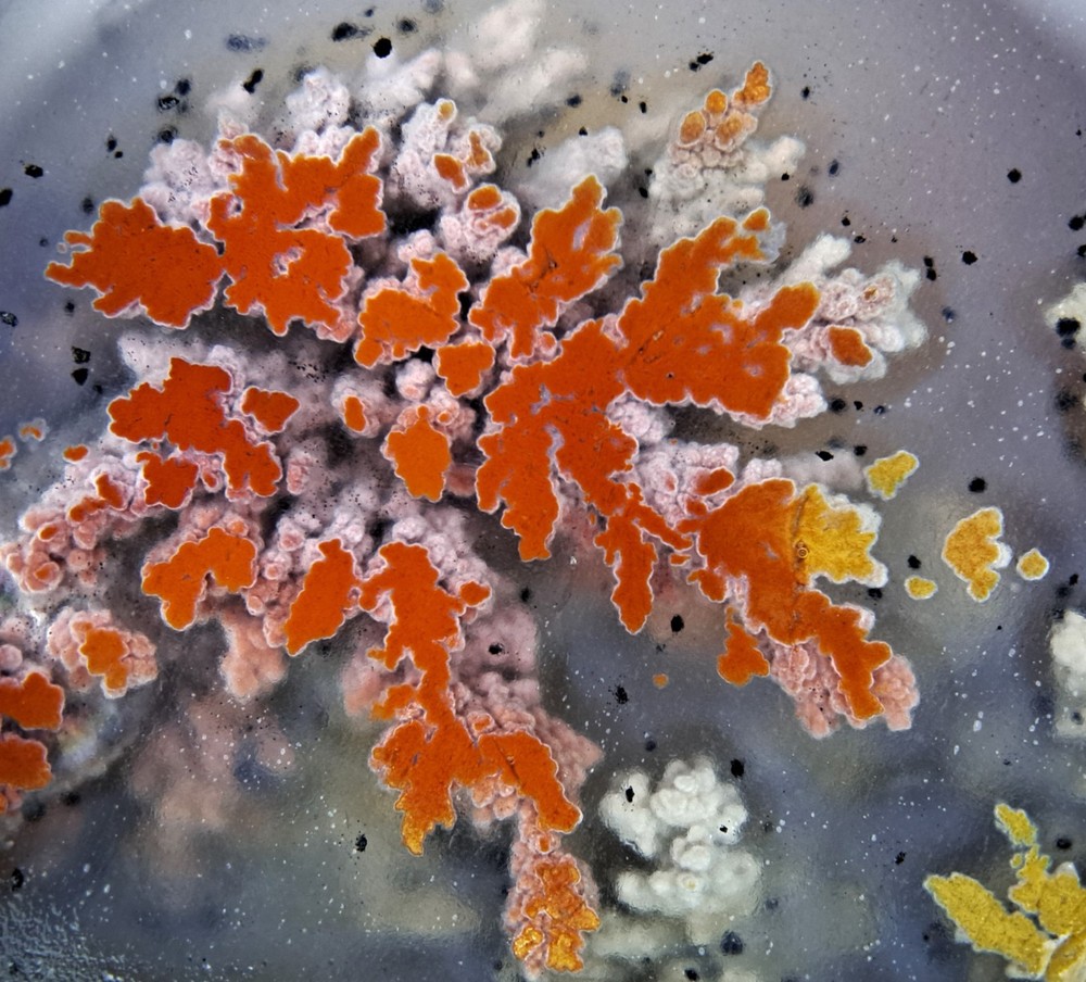 Priday Plume Agate Slab