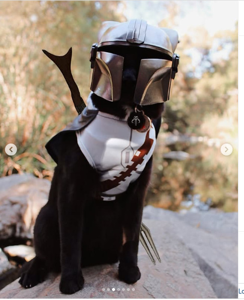 3D-Printed Mandalorian Helmet for Cats