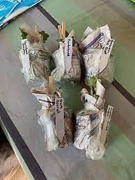 Special Packing For Live Plants