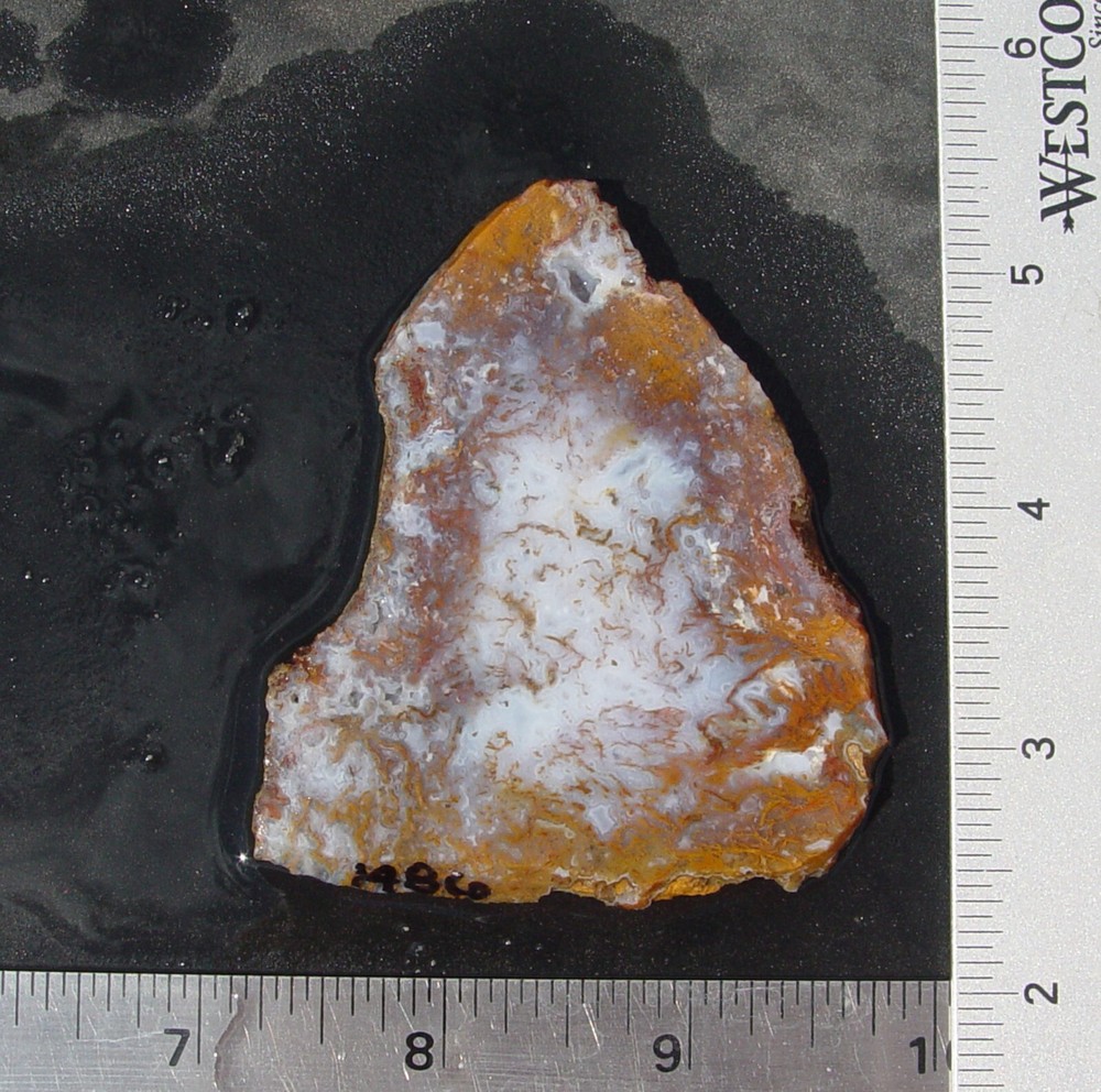 Gold Moss Agate   Lapidary Slab                   1486