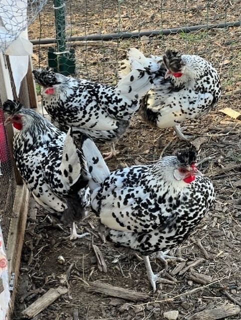 10 + Silver Appenzeller Spitzhauben Hatching Eggs