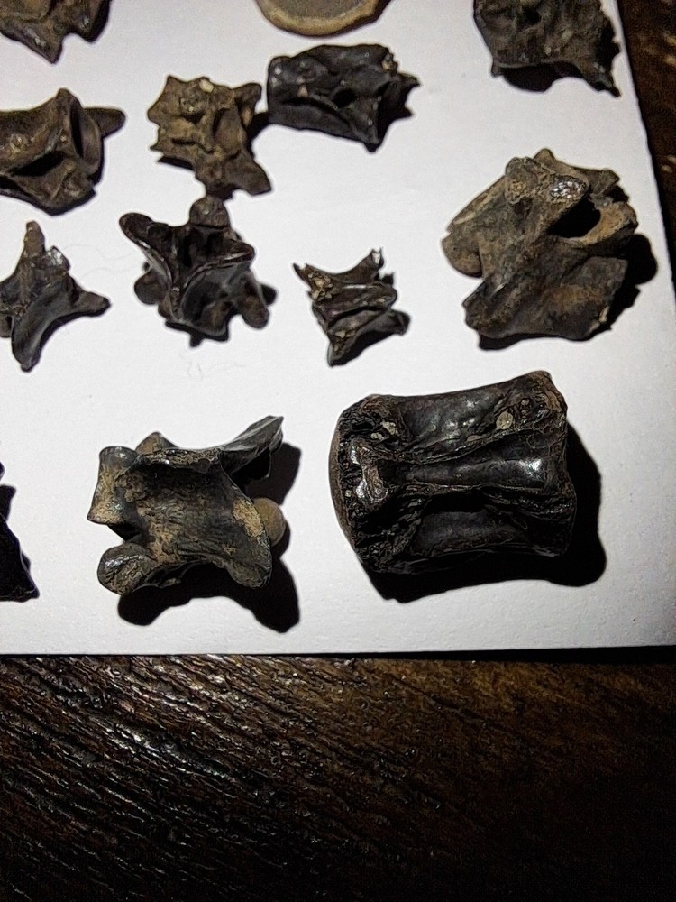 Assorted Bony Fish Vertebrae Fossils Collection Peace River Florida Specimens