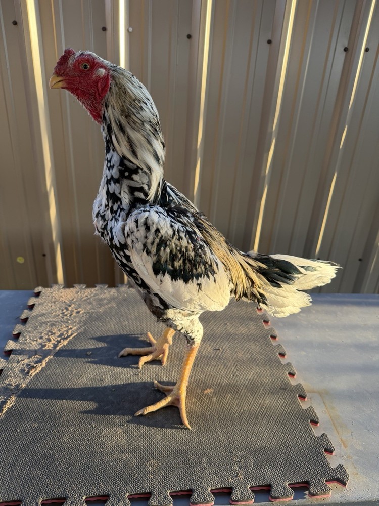 Live farm chicken