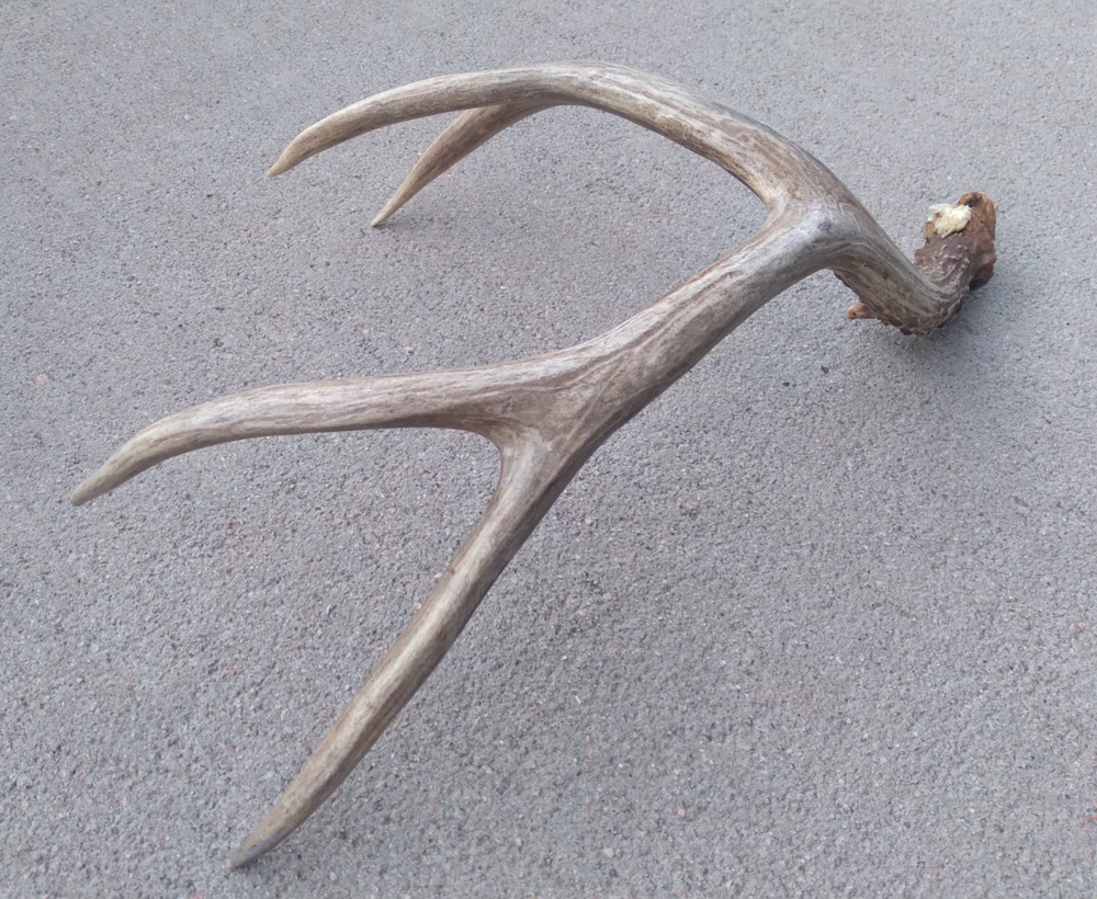 Deer Antler Shed 4 Point