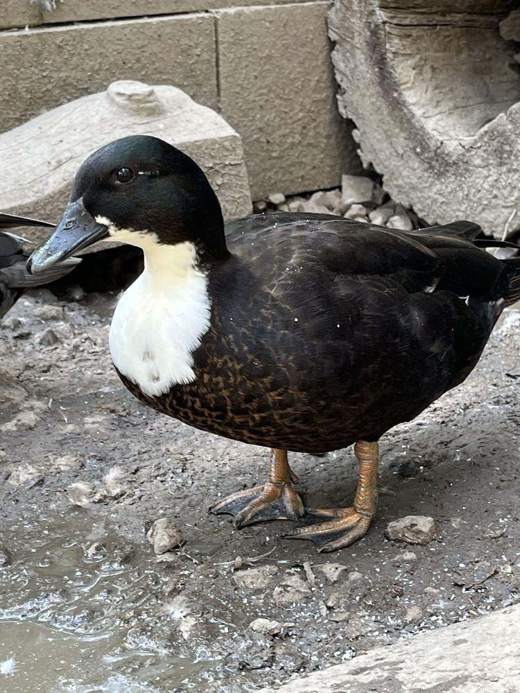 12 Call Duck Hatching Eggs.