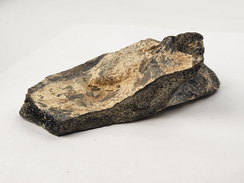 Pathological Turtle Shell Fossil - Florida