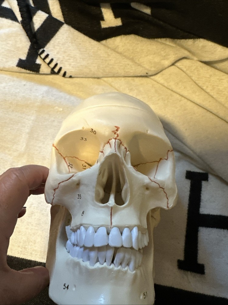 Human Skull Model