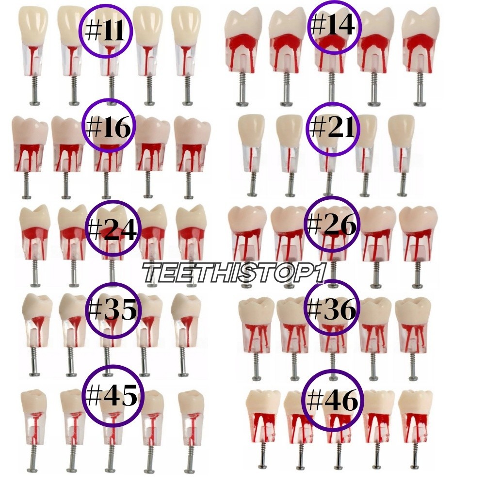 5 Pcs Dental Endo Root Canal Teeth Model Study RCT Practice Typodont Model #8006