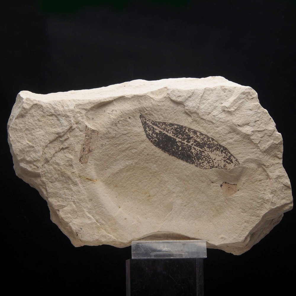 LEAF FOSSIL - Miocene - Erdobenye - HUNGARY 7C68